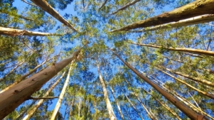 Eukalyptus wächst bis zu 7m in Jahr.