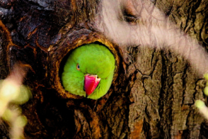 Papagai in Paraguay im Urwald